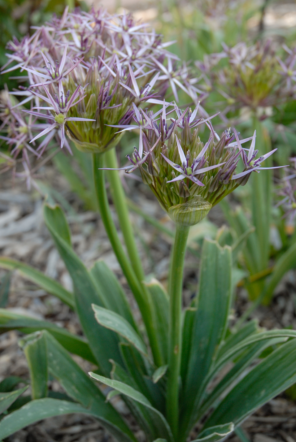 Persian Star Allium